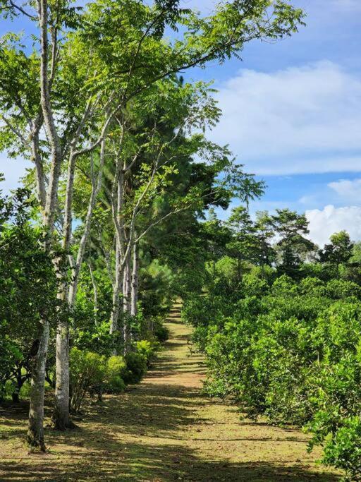 Hospedaje Finca Agroturistica Dona Rufa Rio Sereno Dış mekan fotoğraf