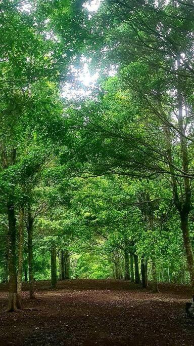 Hospedaje Finca Agroturistica Dona Rufa Rio Sereno Dış mekan fotoğraf