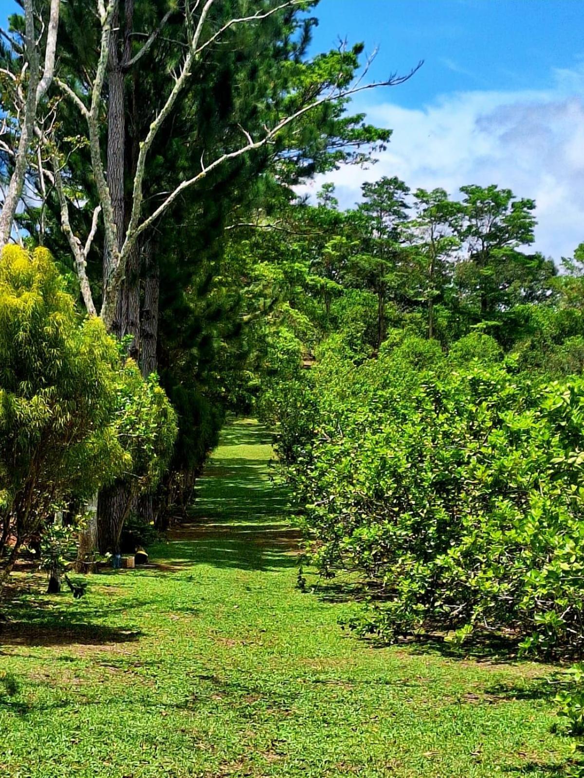 Hospedaje Finca Agroturistica Dona Rufa Rio Sereno Oda fotoğraf
